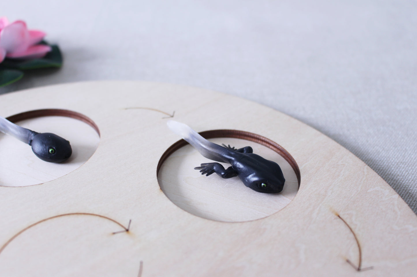 Life Cycle of a Frog - Set of Figurines