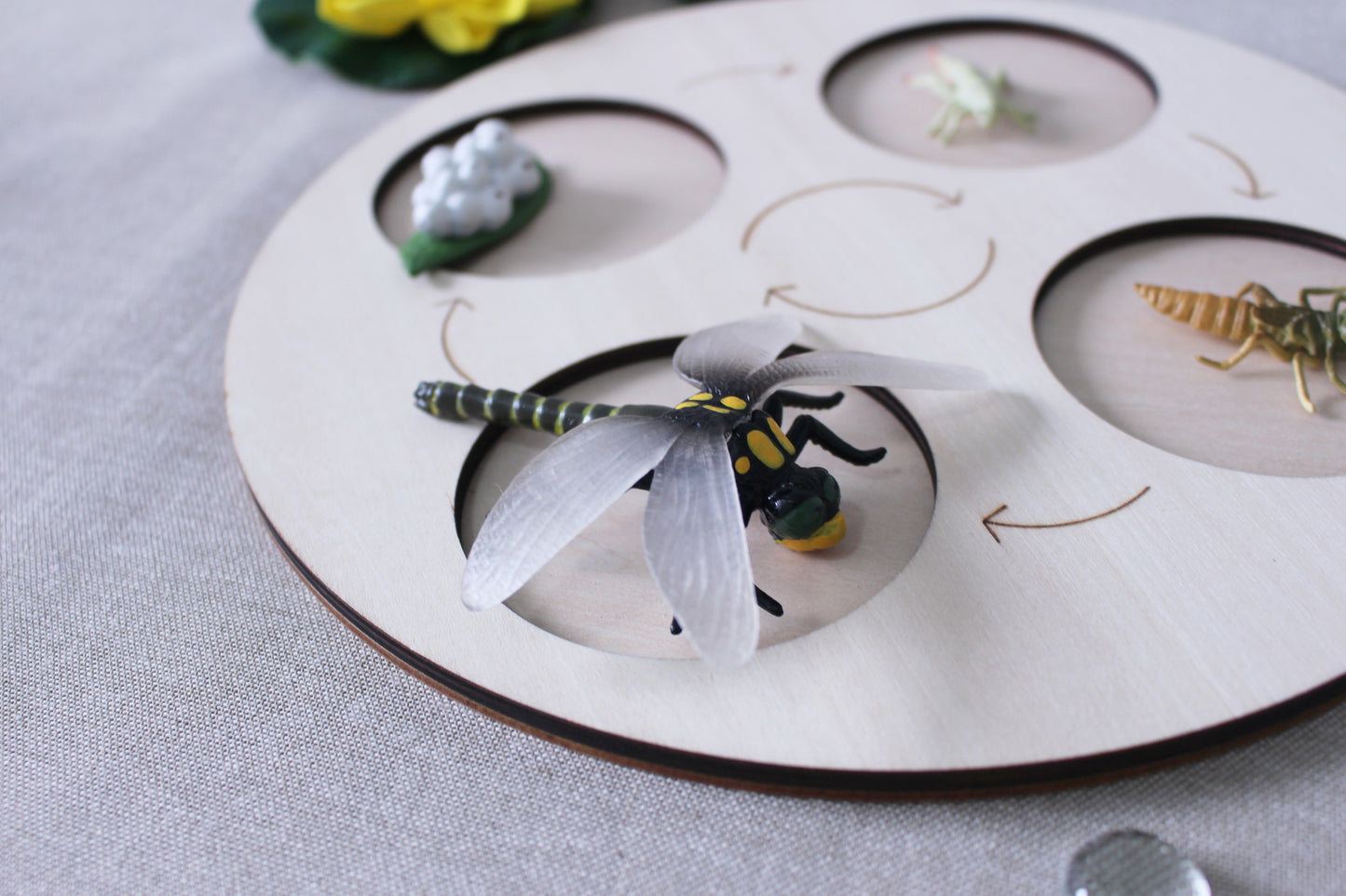 Life Cycle of a Dragonfly - Set of Figurines