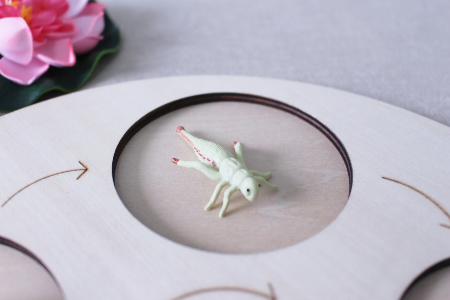 Life Cycle of a Dragonfly - Set of Figurines