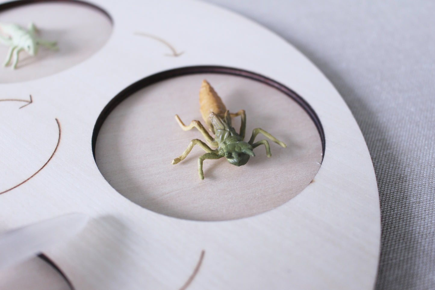 Life Cycle of a Dragonfly - Set of Figurines