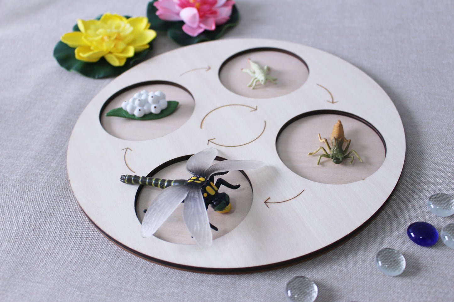 Life Cycle of a Dragonfly - Set of Figurines