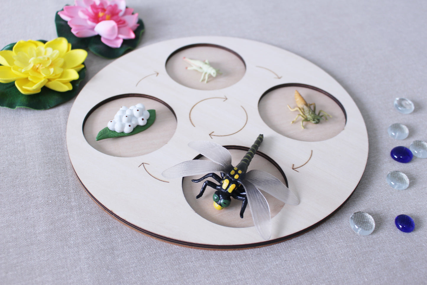 Life Cycle of a Dragonfly - Set of Figurines