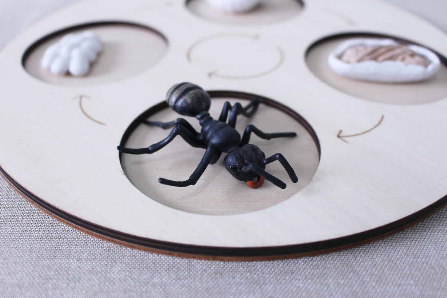 Life Cycle of an Ant - Set of Figurines