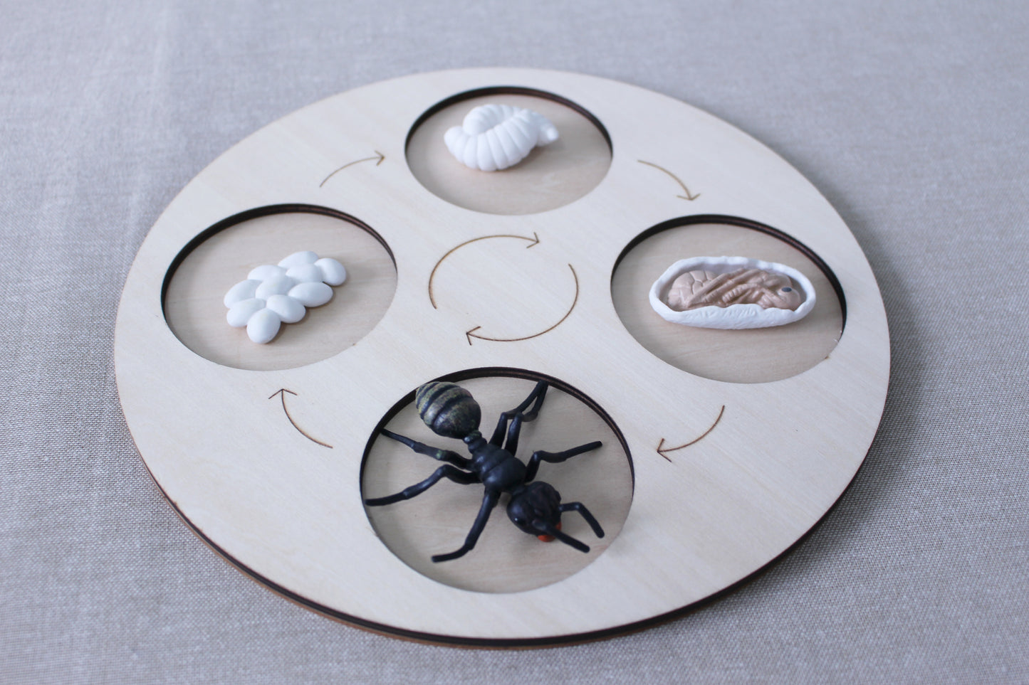 Life Cycle of an Ant - Set of Figurines