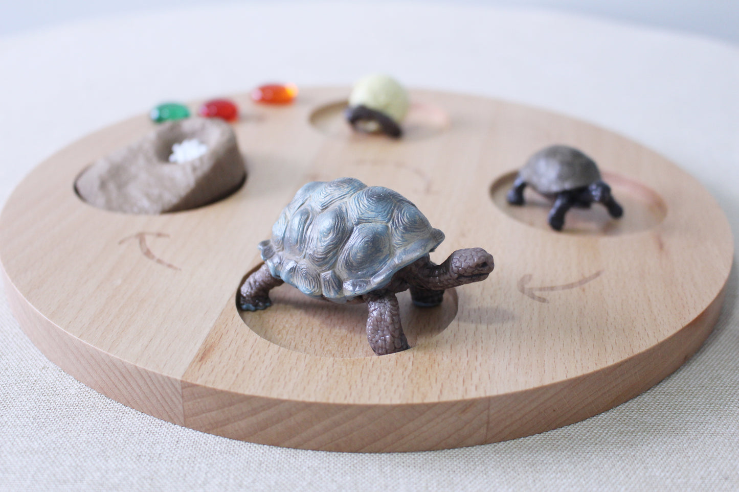 Life Cycle of a Tortoise - Set of Figurines