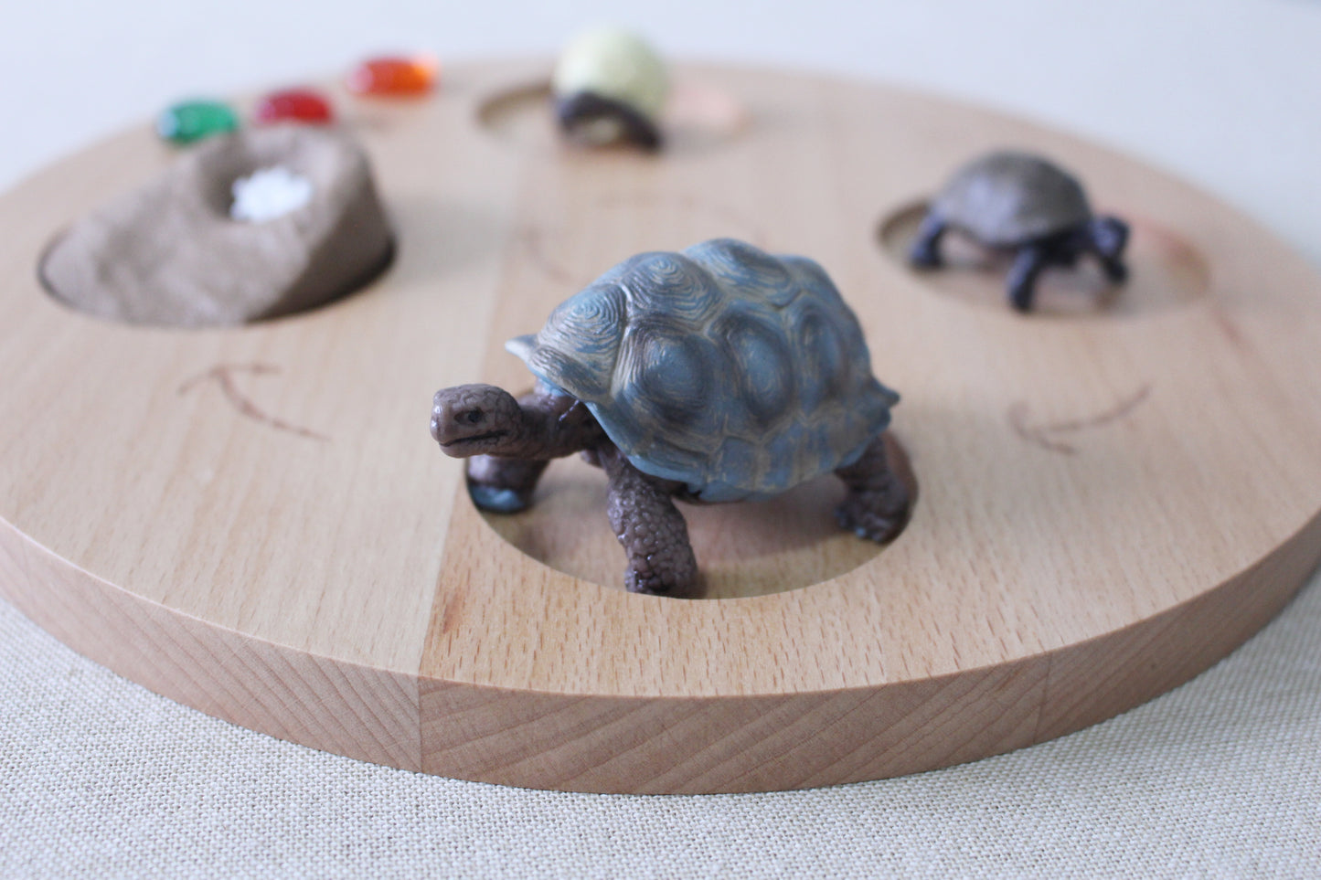 Life Cycle of a Tortoise - Set of Figurines