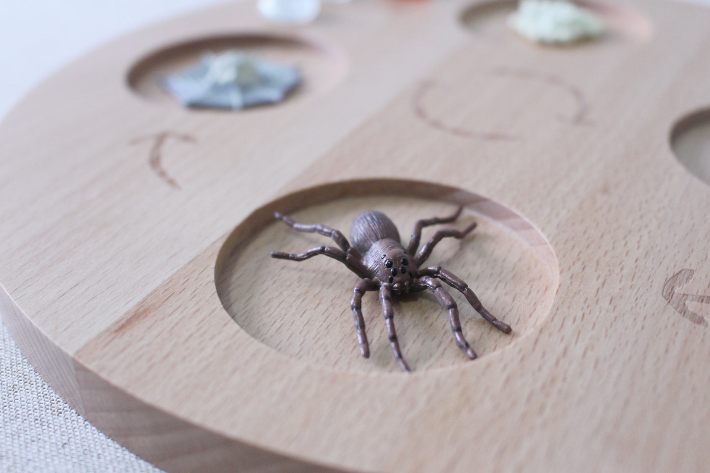 Life Cycle of a Spider - Set of Figurines