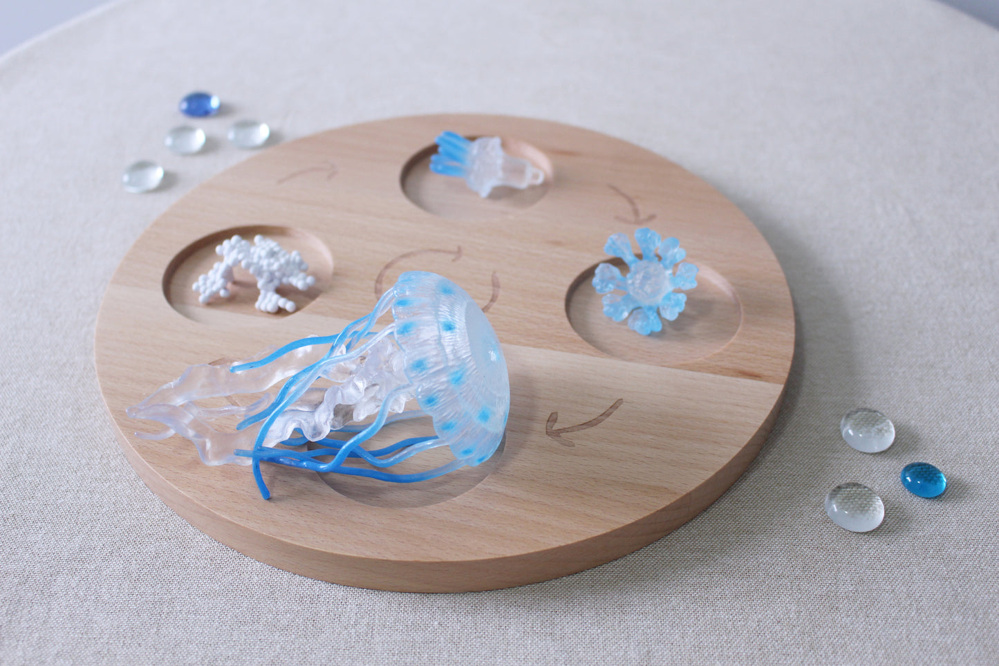Life Cycle of a Jellyfish - Set of Figurines