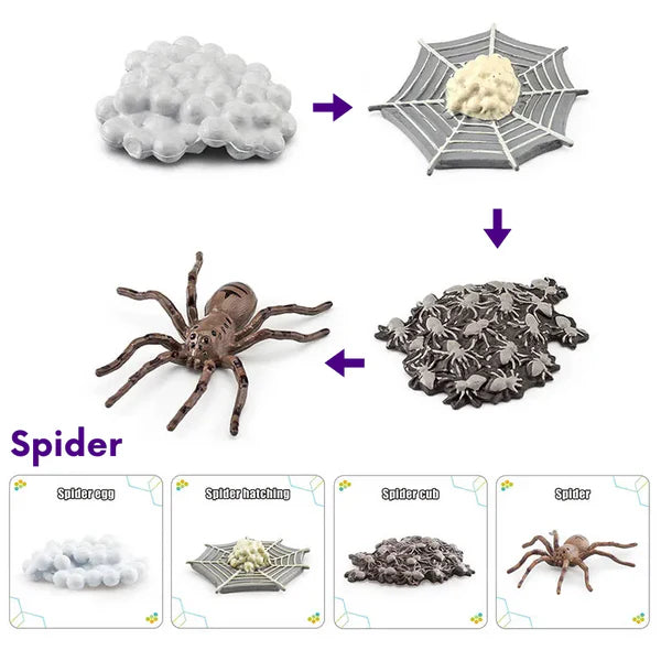Life Cycle of a Spider - Set of Figurines