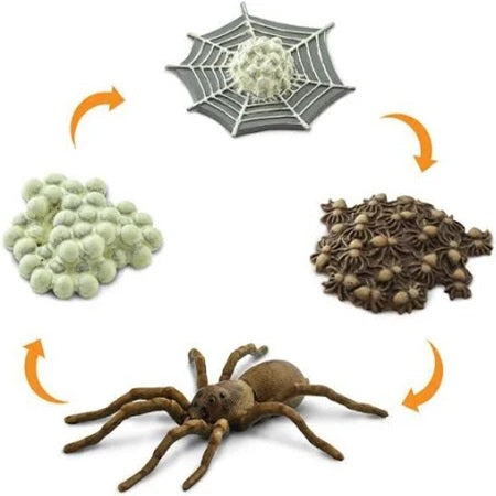 Life Cycle of a Spider - Set of Figurines