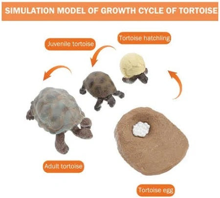 Life Cycle of a Tortoise - Set of Figurines