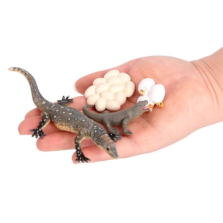 Life Cycle of a Goanna - Set of Figurines