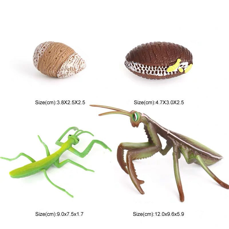 Life Cycle of a Mantis - Set of Figurines