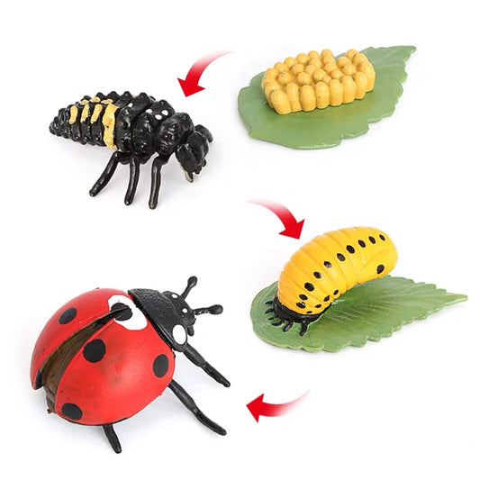 Life Cycle of a Ladybug - Set of Figurines