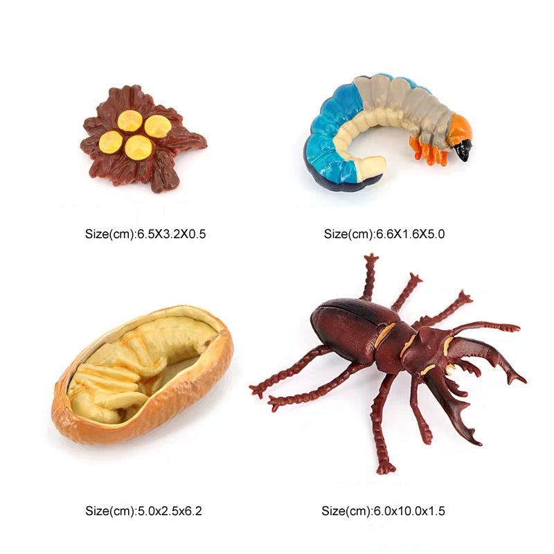 Life Cycle of a Stag Beetle - Set of Figurines