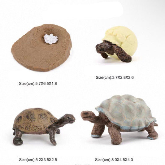 Life Cycle of a Tortoise - Set of Figurines