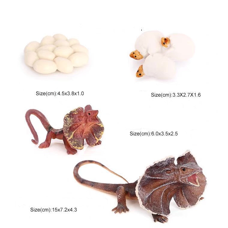 Life Cycle of a Frilled Neck Lizard - Set of Figurines