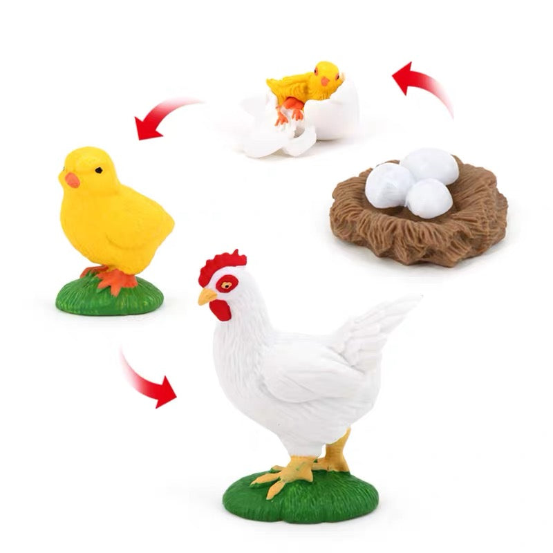 Life Cycle of a Rooster - Set of Figurines