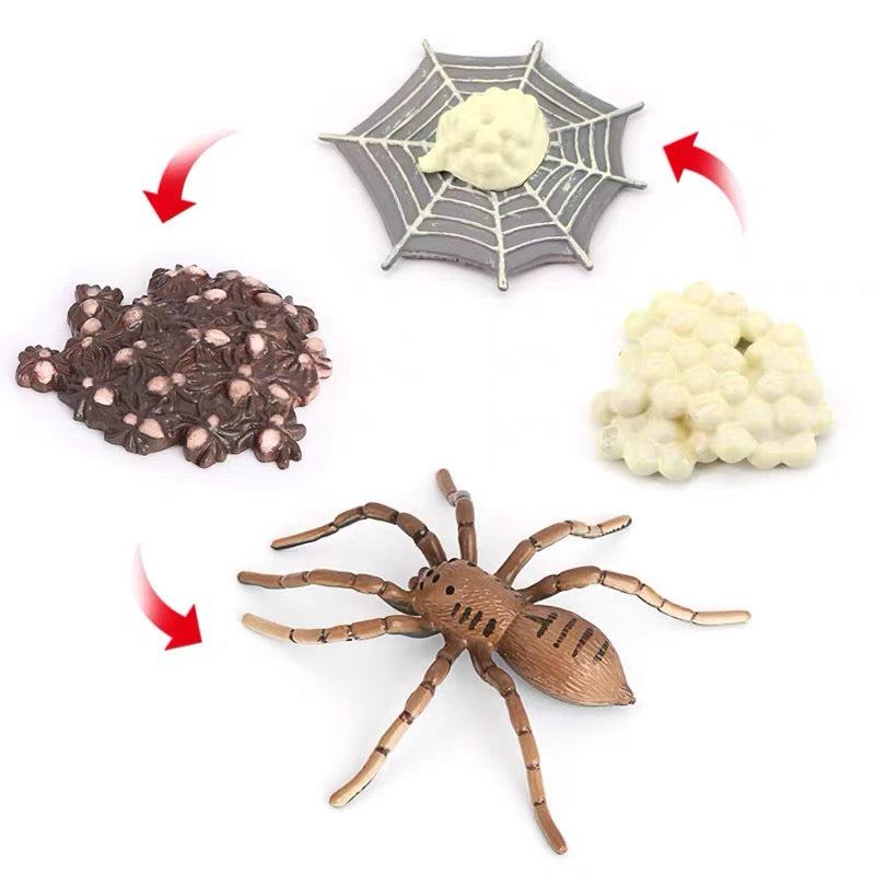 Life Cycle of a Spider - Set of Figurines