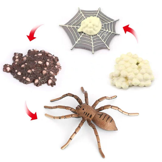 Life Cycle of a Spider - Set of Figurines