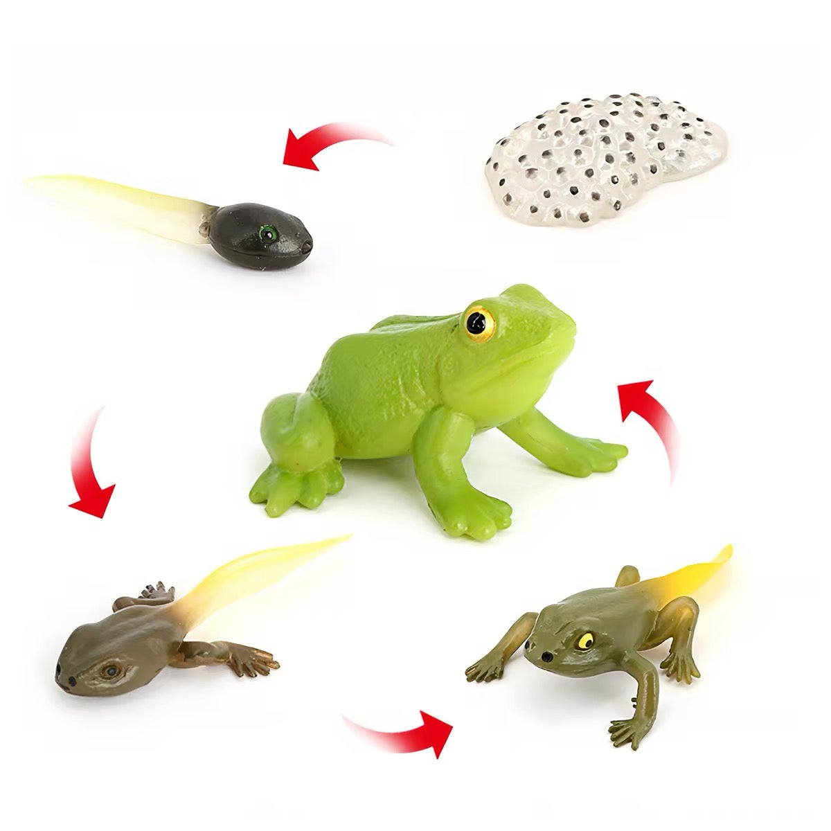 Life Cycle of a Frog - Set of Figurines