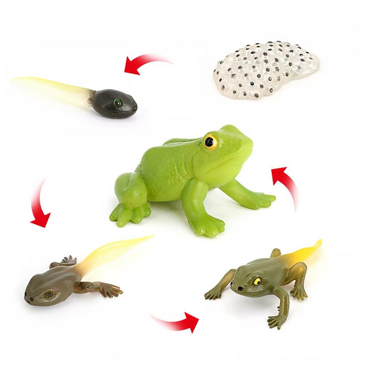 Life Cycle of a Frog - Set of Figurines