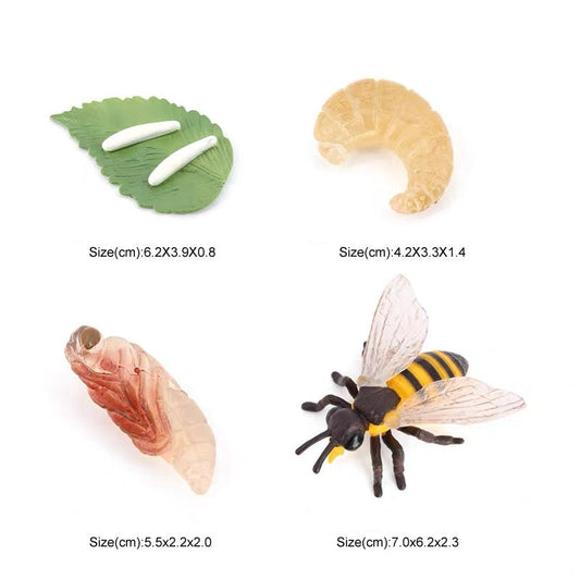 Life Cycle of a Bee - Set of Figurines