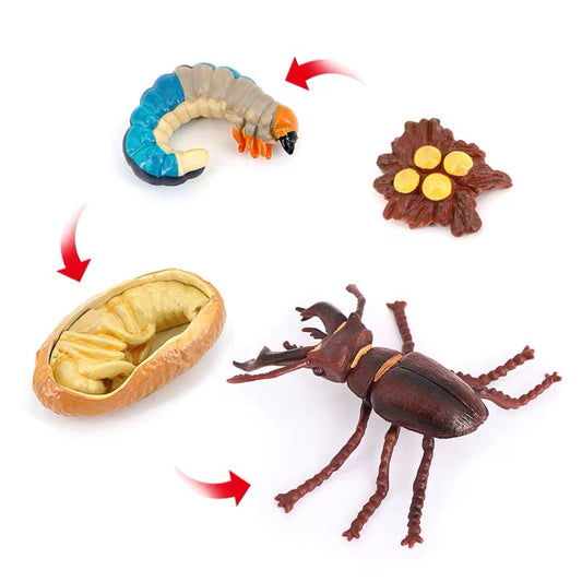Life Cycle of a Stag Beetle - Set of Figurines