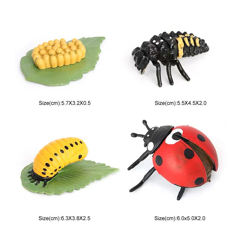 Life Cycle of a Ladybug - Set of Figurines