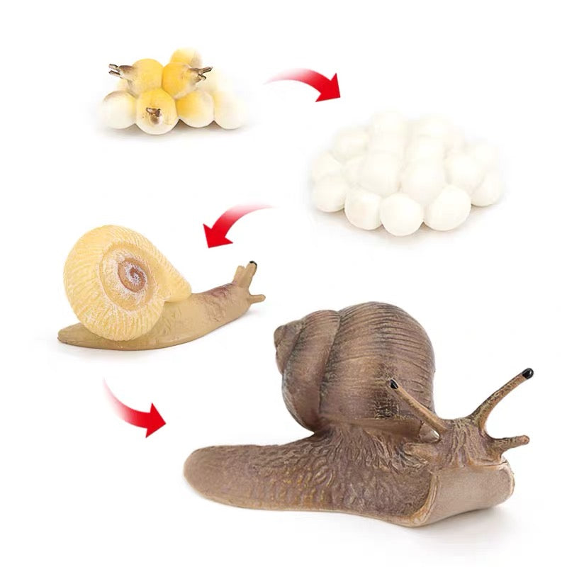 Life Cycle of a Snail - Set of Figurines