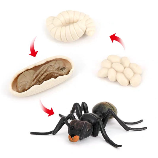 Life Cycle of an Ant - Set of Figurines
