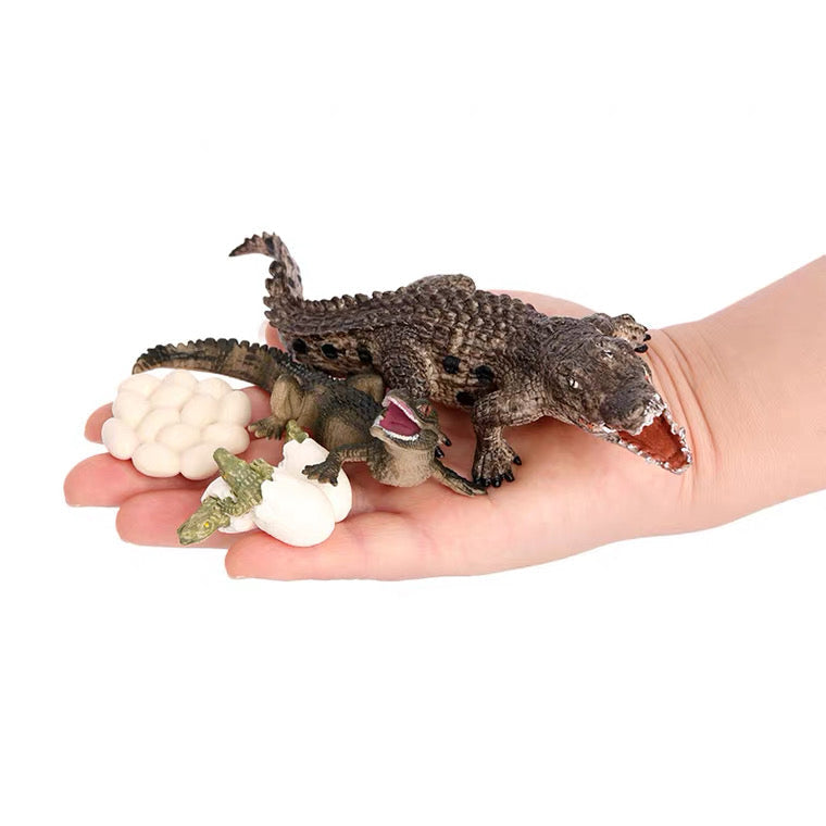 Life Cycle of a Crocodile - Set of Figurines