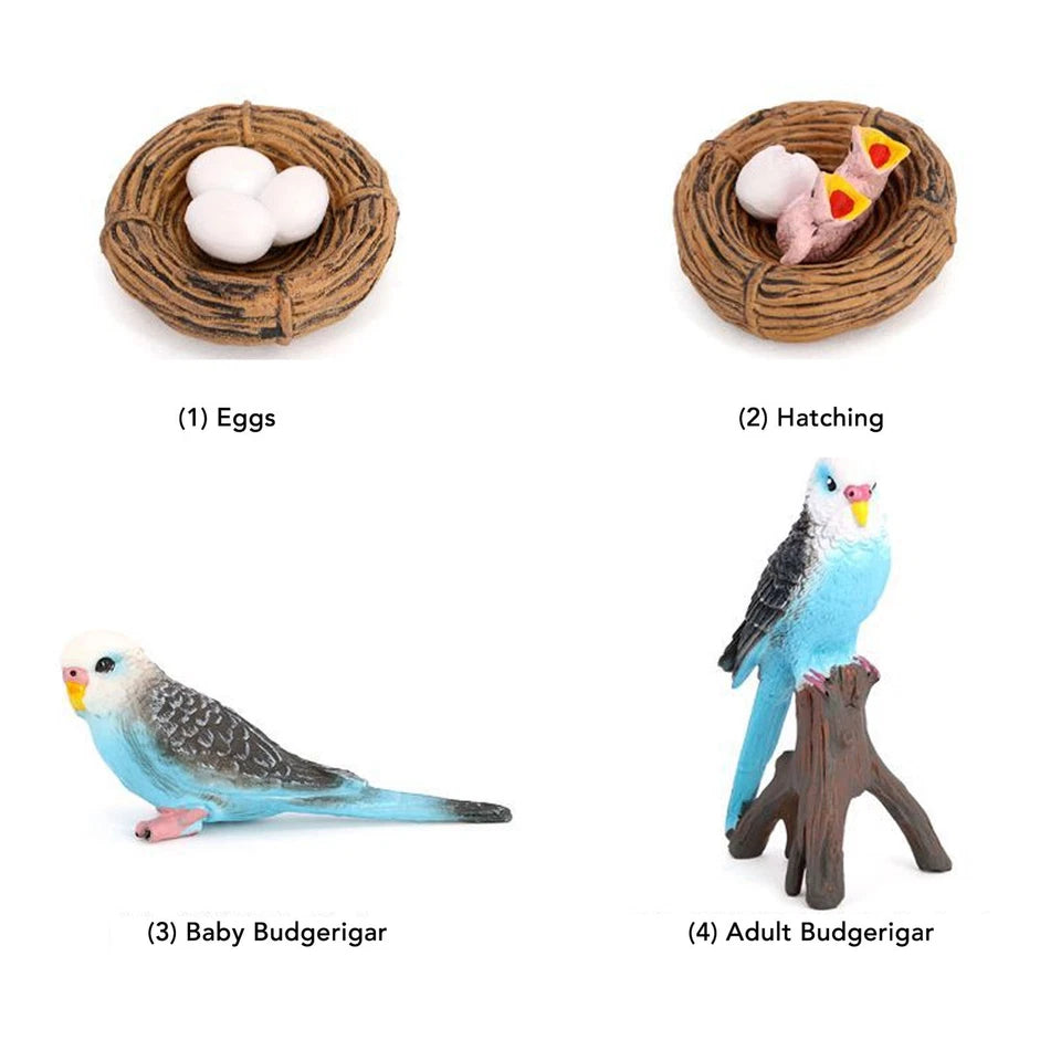 Life Cycle of a Budgerigar - Set of Figurines