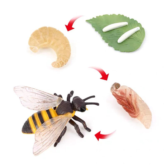 Life Cycle of a Bee - Set of Figurines