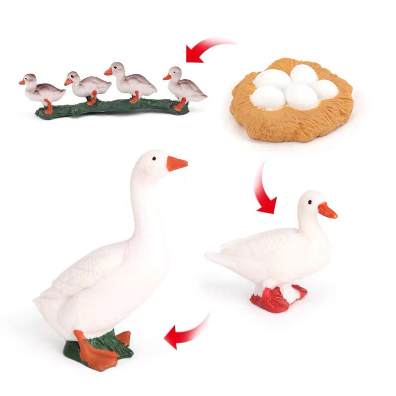 Life Cycle of a Goose - Set of Figurines