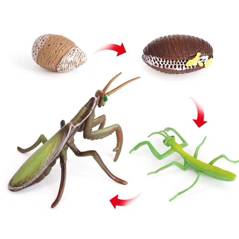 Life Cycle of a Mantis - Set of Figurines