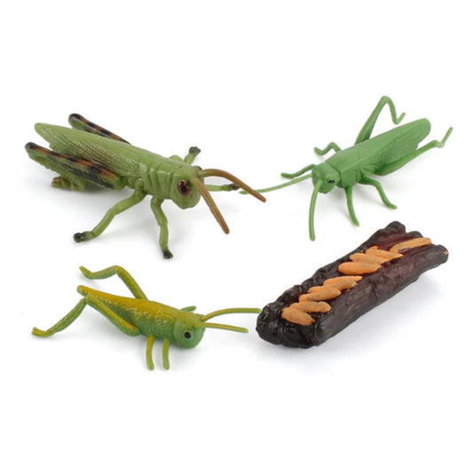 Life Cycle of a Grasshopper - Set of Figurines