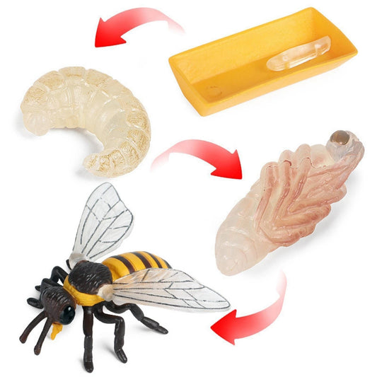 Life Cycle of a Honey Bee - Set of Figurines