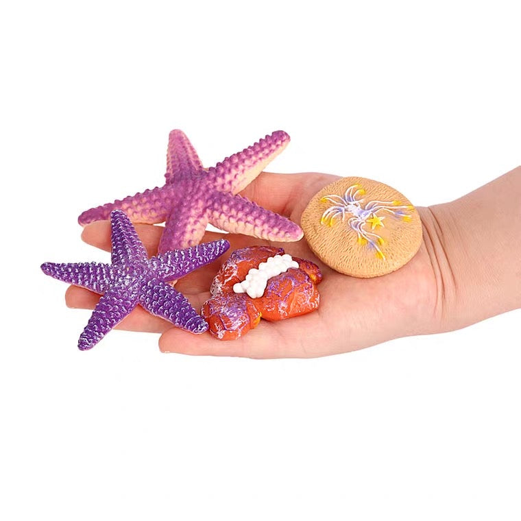 Life Cycle of a Starfish - Set of Figurines