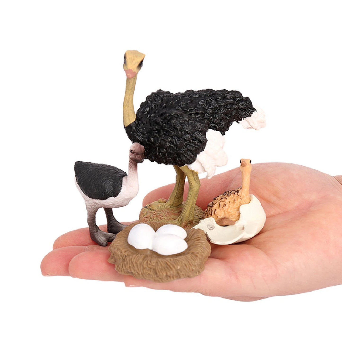 Life Cycle of a Ostrich - Set of Figurines