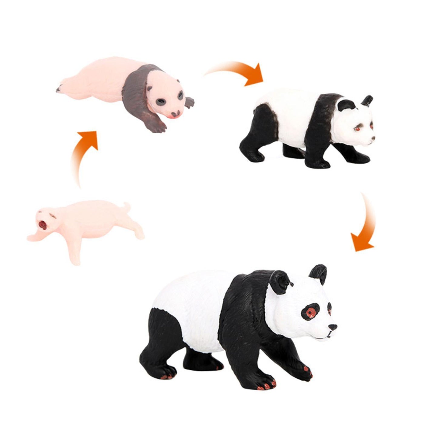 Life Cycle of a Panda - Set of Figurines