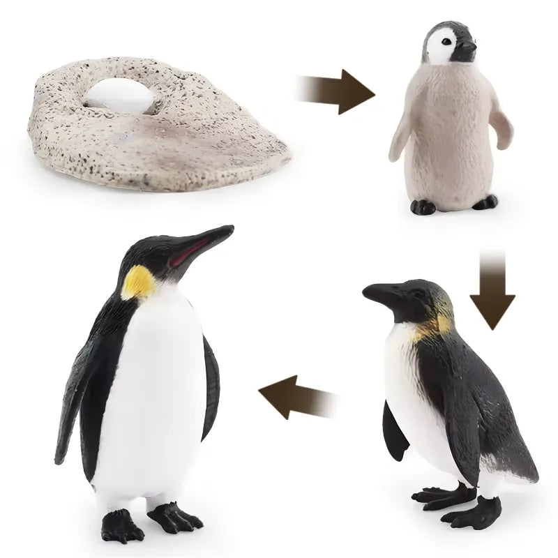 Life Cycle of a Penguin - Set of Figurines