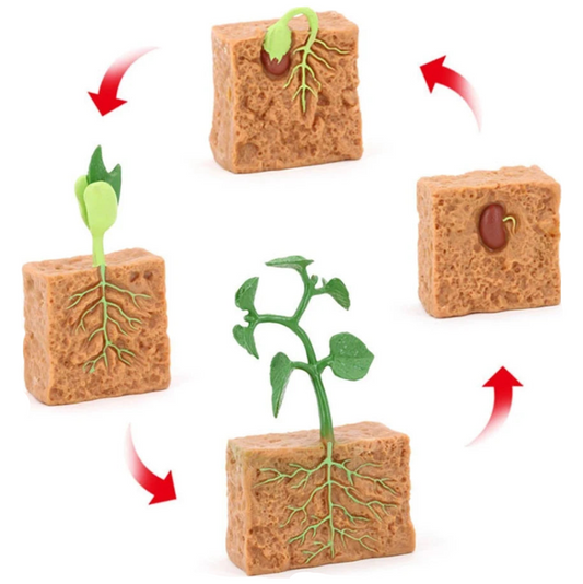 Life Cycle of a Plant - Set of Figurines