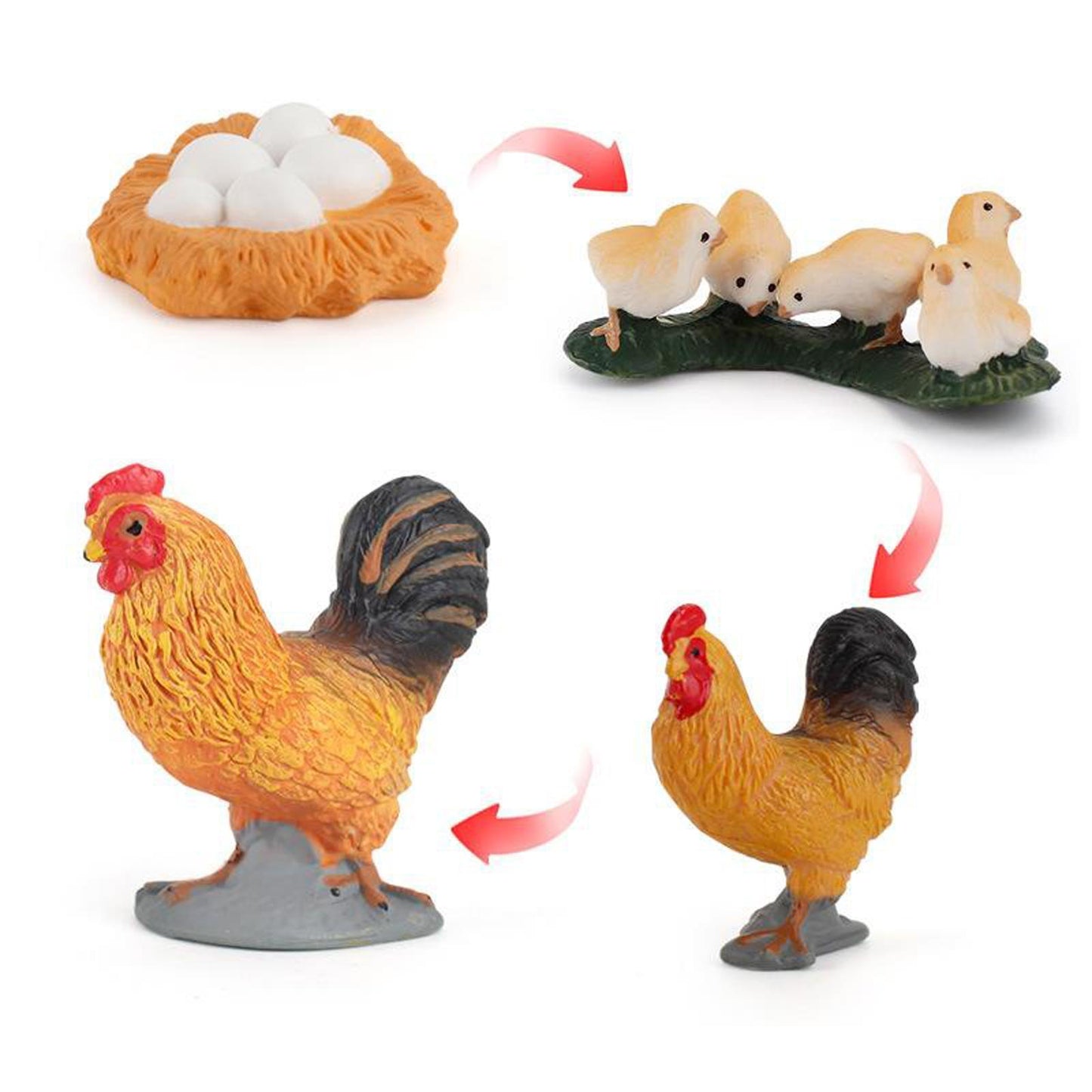 Life Cycle of a Rooster - Set of Figurines