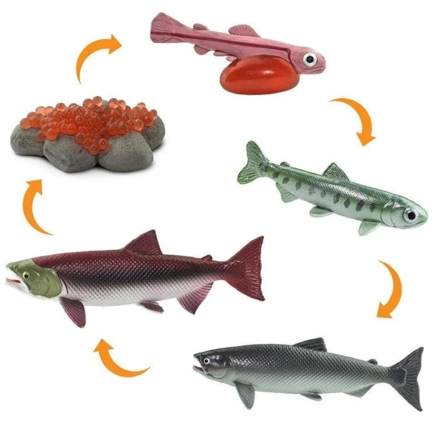 Life Cycle of a Salmon - Set of Figurines