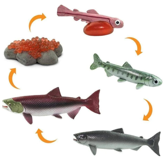 Life Cycle of a Salmon - Set of Figurines