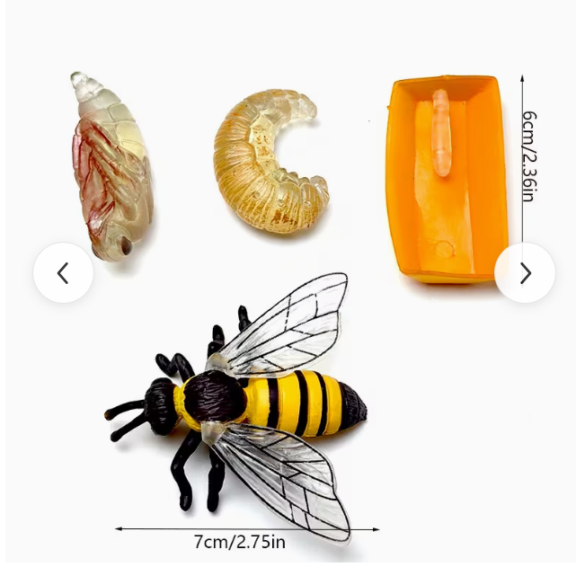 Life Cycle of a Honey Bee - Set of Figurines