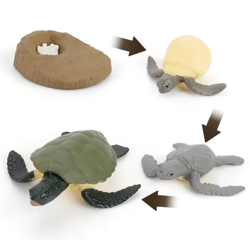 Life Cycle of a Turtle - Set of Figurines