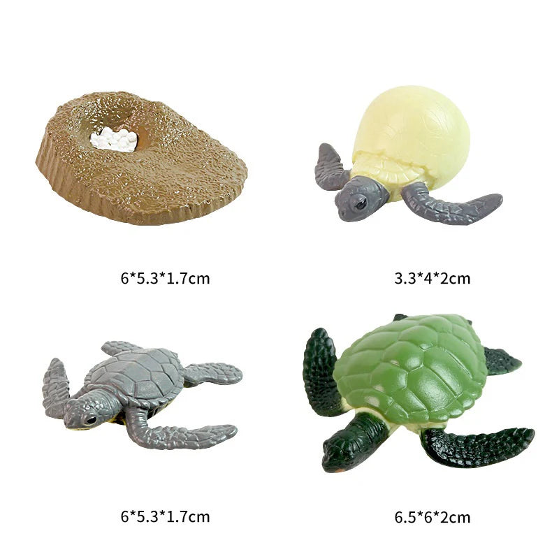 Life Cycle of a Turtle - Set of Figurines