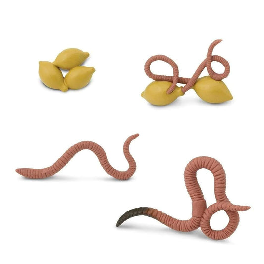 Life Cycle of a Worm - Set of Figurines